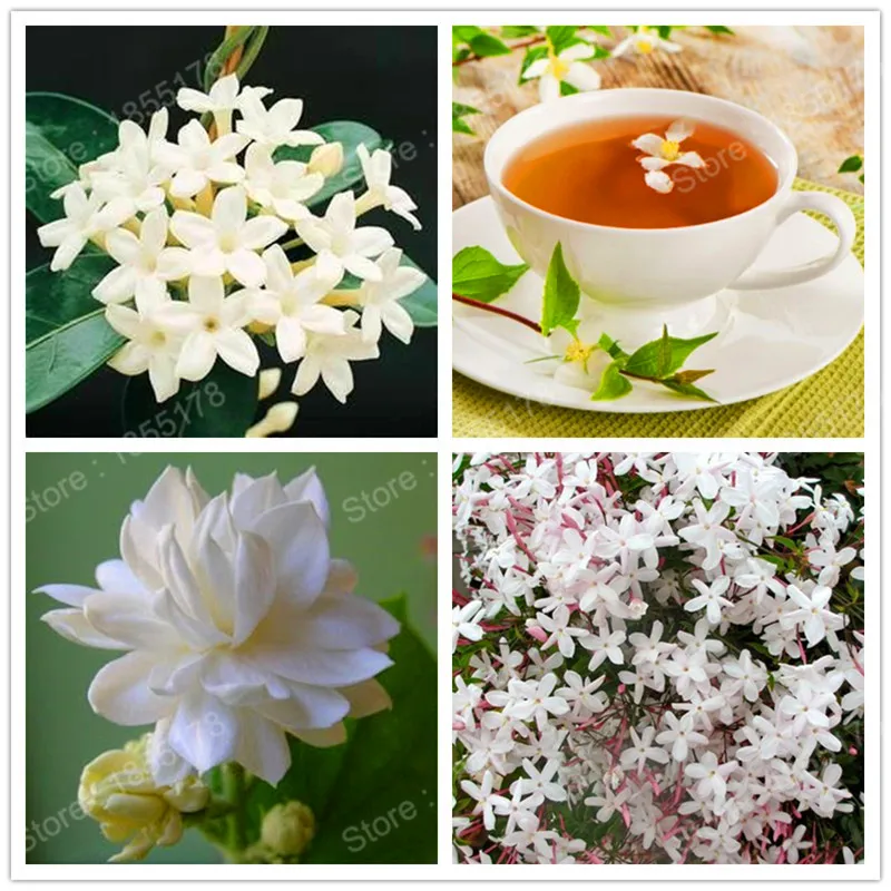 promotion Beautiful Chinese jasmine flower Plantas genuine white rare flower tea fragrant plant in bonsai DIY Home Garden 20pcs
promotion Beautiful Chinese jasmine flower Plantas genuine white rare flower tea fragrant plant in bonsai DIY Home Garden 20pcs