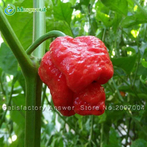 New Arrival! 100 Bonsai - 100% Genuine Fresh Rare "Trinidad Moruga Scorpion" Pepper Bonsai (hot Chilli) Organic Vegetable Bonsai
New Arrival! 100 Bonsai - 100% Genuine Fresh Rare "Trinidad Moruga Scorpion" Pepper Bonsai (hot Chilli) Organic Vegetable Bonsai