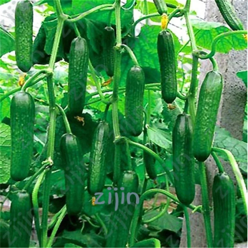 Cucumber Hot selling 30pcs fruit cucumber ,Cuke , Green,white, red, Cucumber bonsai plants for home garden
Cucumber Hot selling 30pcs fruit cucumber ,Cuke , Green,white, red, Cucumber bonsai plants for home garden