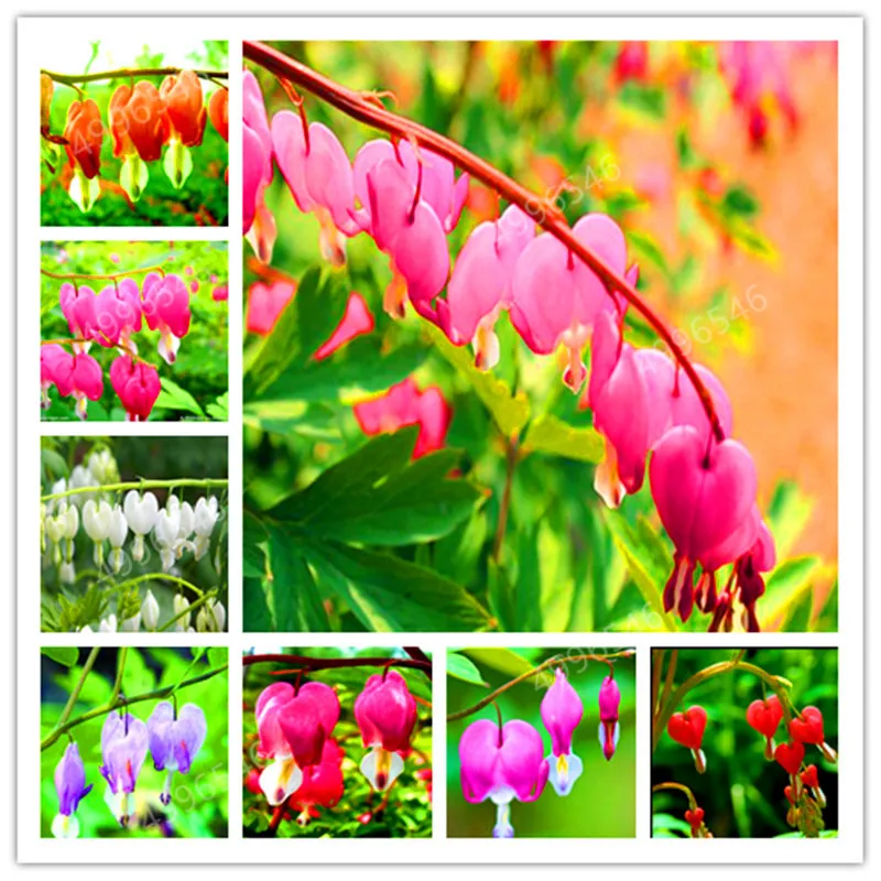 100PCS Heart Flower bonsai Dicentra spectabilis Sweet Heart Wallet Peony Flowers For garden plant Rare Shade Perennial flower.
100PCS Heart Flower bonsai Dicentra spectabilis Sweet Heart Wallet Peony Flowers For garden plant Rare Shade Perennial flower.