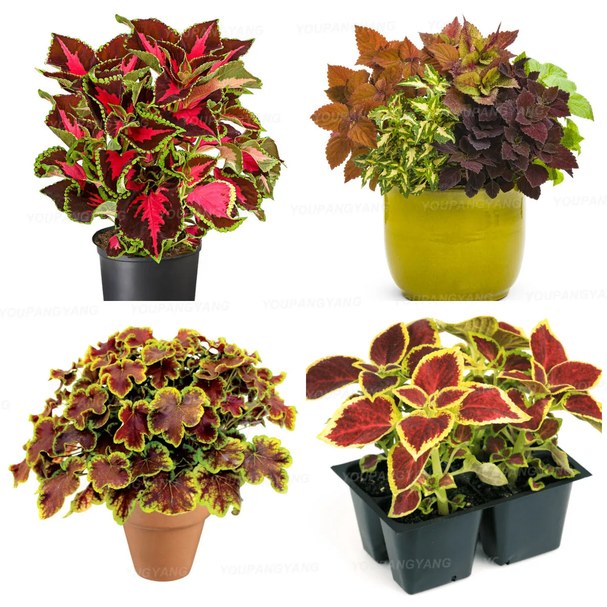 Big Promotion! 100 PCS Beautiful Begonia flower plant flowers potted bonsai garden courtyard balcony Coleus flores
Big Promotion! 100 PCS Beautiful Begonia flower plant flowers potted bonsai garden courtyard balcony Coleus flores