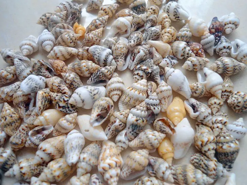 HappyKiss 50pcs Natural small conch shells rice screw household decoration creative DIY material platform bottles
HappyKiss 50pcs Natural small conch shells rice screw household decoration creative DIY material platform bottles