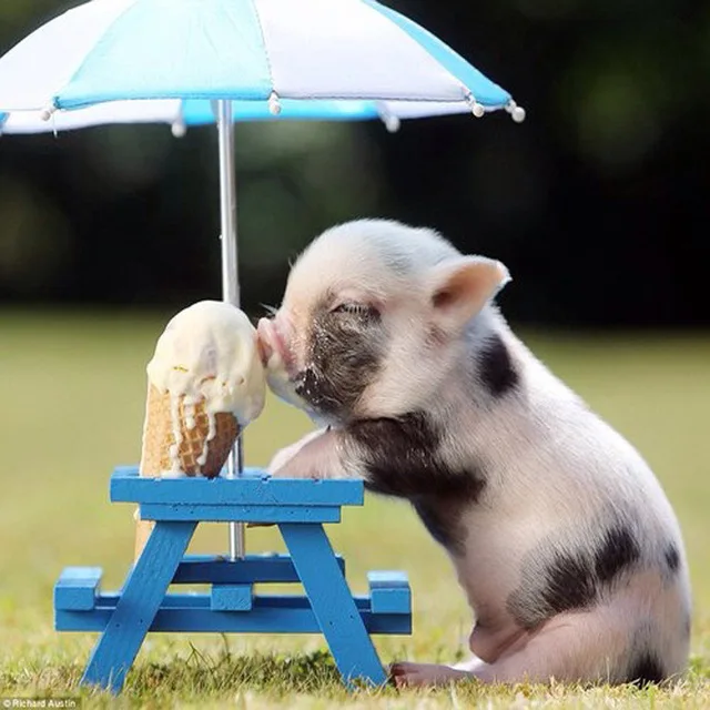 3D Diy diamond painting Pigs eat ice cream square drill rhinestone 5D Diamond embroidery cross stitch crafts Needlework mosaic | Дом и сад