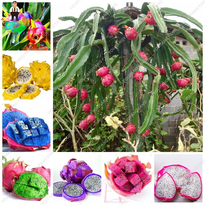 120 Pcs Japanese sweets Pitaya plants Organic Bonsai Plants Fruit Anti-aging NON-GMO White Dragon Fruit plants For Home Garden
120 Pcs Japanese sweets Pitaya plants Organic Bonsai Plants Fruit Anti-aging NON-GMO White Dragon Fruit plants For Home Garden