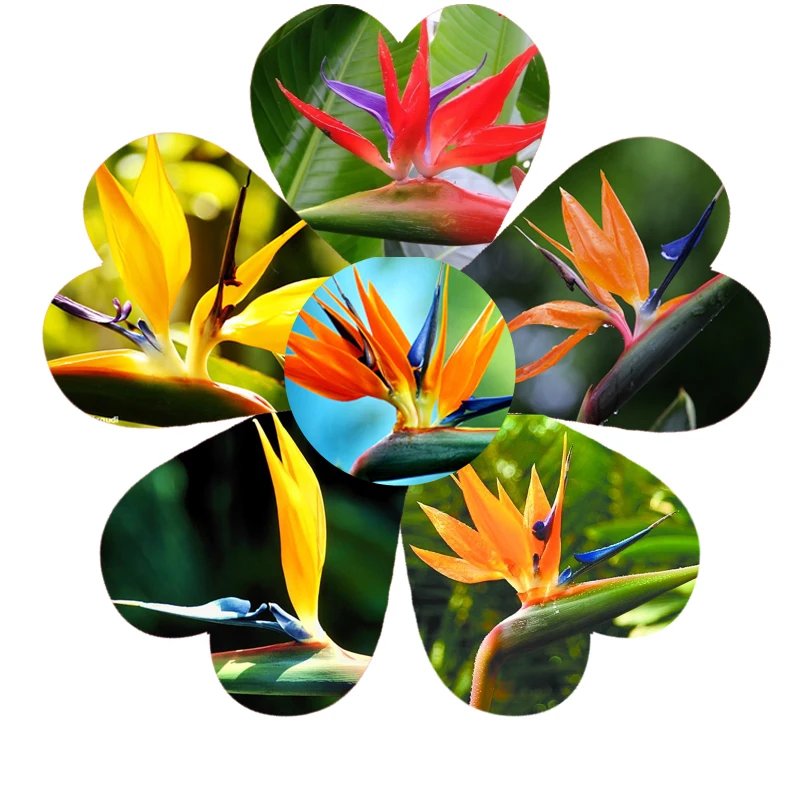 7 kinds Garden Hot selling 50pcs Strelitzia reginae hybrid bird paradise Bonsai plants for home garden
7 kinds Garden Hot selling 50pcs Strelitzia reginae hybrid bird paradise Bonsai plants for home garden