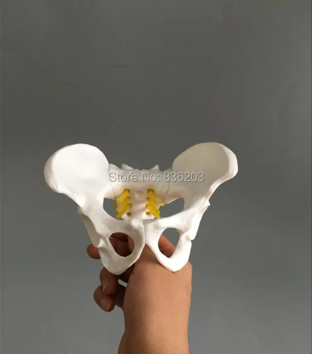 Mini Female anatomy pelvis pelvic skeleton throat anatomical Anatomy Skull Sculpture Head body model Muscle Bone Artist
Mini Female anatomy pelvis pelvic skeleton throat anatomical Anatomy Skull Sculpture Head body model Muscle Bone Artist