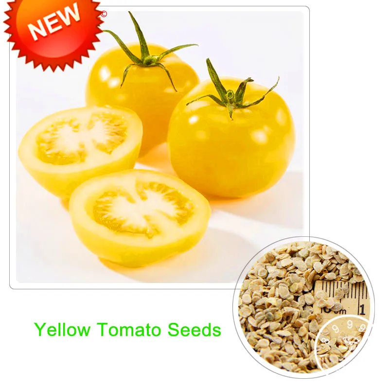 New Arrival!Common Yellow Tomato Bonsai,Fruits and Vegetables Potted Tomato Plants Balcony for Home Garden 100 pcs/lot,#E8Y9NM
New Arrival!Common Yellow Tomato Bonsai,Fruits and Vegetables Potted Tomato Plants Balcony for Home Garden 100 pcs/lot,#E8Y9NM