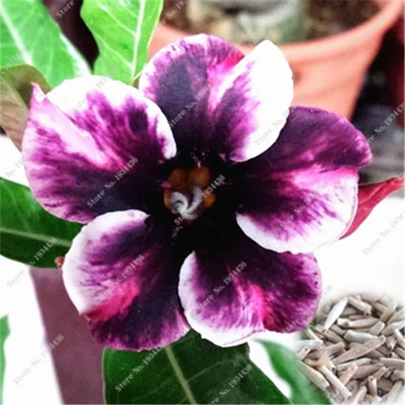 New Fresh Purple Desert Rose Potted Flowers Balcony Bonsai Plant Adenium Obesum 1PCS Easy Grow Home Garden
New Fresh Purple Desert Rose Potted Flowers Balcony Bonsai Plant Adenium Obesum 1PCS Easy Grow Home Garden