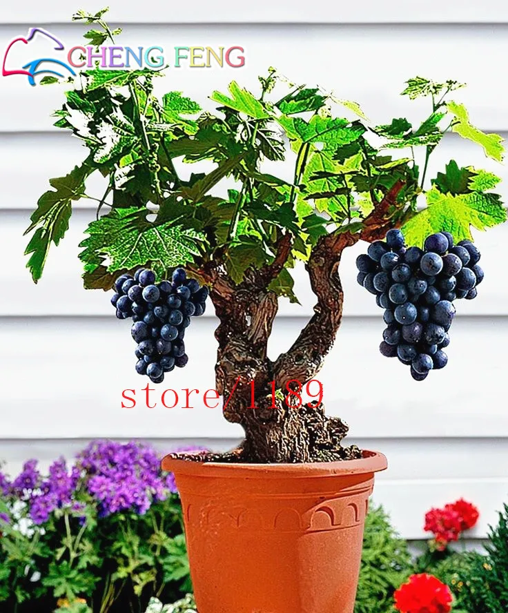 50pcs Very Rare Gold Finger Grape Vine plants Advanced Fruit bonsai Natural Growth Grape Delicious Fruit Plants For Home Garden
50pcs Very Rare Gold Finger Grape Vine plants Advanced Fruit bonsai Natural Growth Grape Delicious Fruit Plants For Home Garden