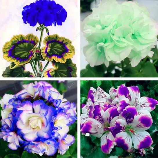 50 Pcs Mul-color Geranium Bonsai flower Perennial Flower plants Pelargonium Peltatum Flowers Indoor Rooms for Home Garden
50 Pcs Mul-color Geranium Bonsai flower Perennial Flower plants Pelargonium Peltatum Flowers Indoor Rooms for Home Garden