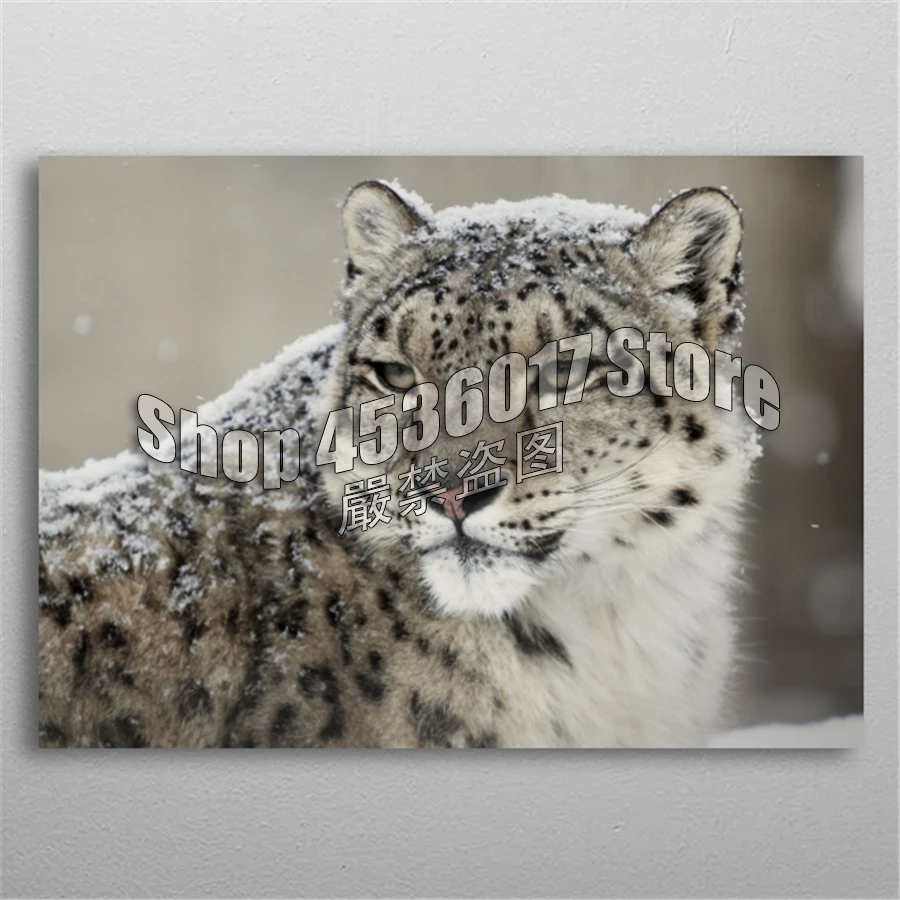 5D DIY Diamond Painting Full Diamond Embroidery animal Snow Leopard Diamond Mosaic Cross Stitch Set Home Decor Crafts Supplies
5D DIY Diamond Painting Full Diamond Embroidery animal Snow Leopard Diamond Mosaic Cross Stitch Set Home Decor Crafts Supplies