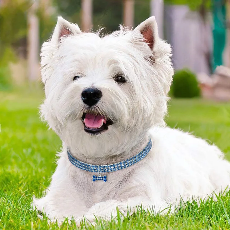 7 pet supplies