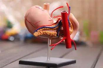 4D Assembled Stomach Model Gastric Anatomical Assembly Model Human Skull Skeleton Anatomical Model Kids Science Educational Toys
4D Assembled Stomach Model Gastric Anatomical Assembly Model Human Skull Skeleton Anatomical Model Kids Science Educational Toys