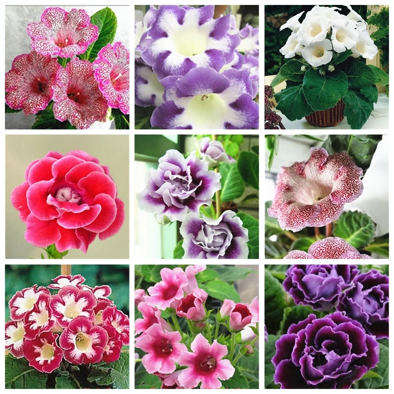 100 Pcs Gloxinia Sinningia Speciosa Indoor Bonsai Plants Mix Colors Perennial Beautiful Flower Pot for Diy Home Garden Supplies 
100 Pcs Gloxinia Sinningia Speciosa Indoor Bonsai Plants Mix Colors Perennial Beautiful Flower Pot for Diy Home Garden Supplies