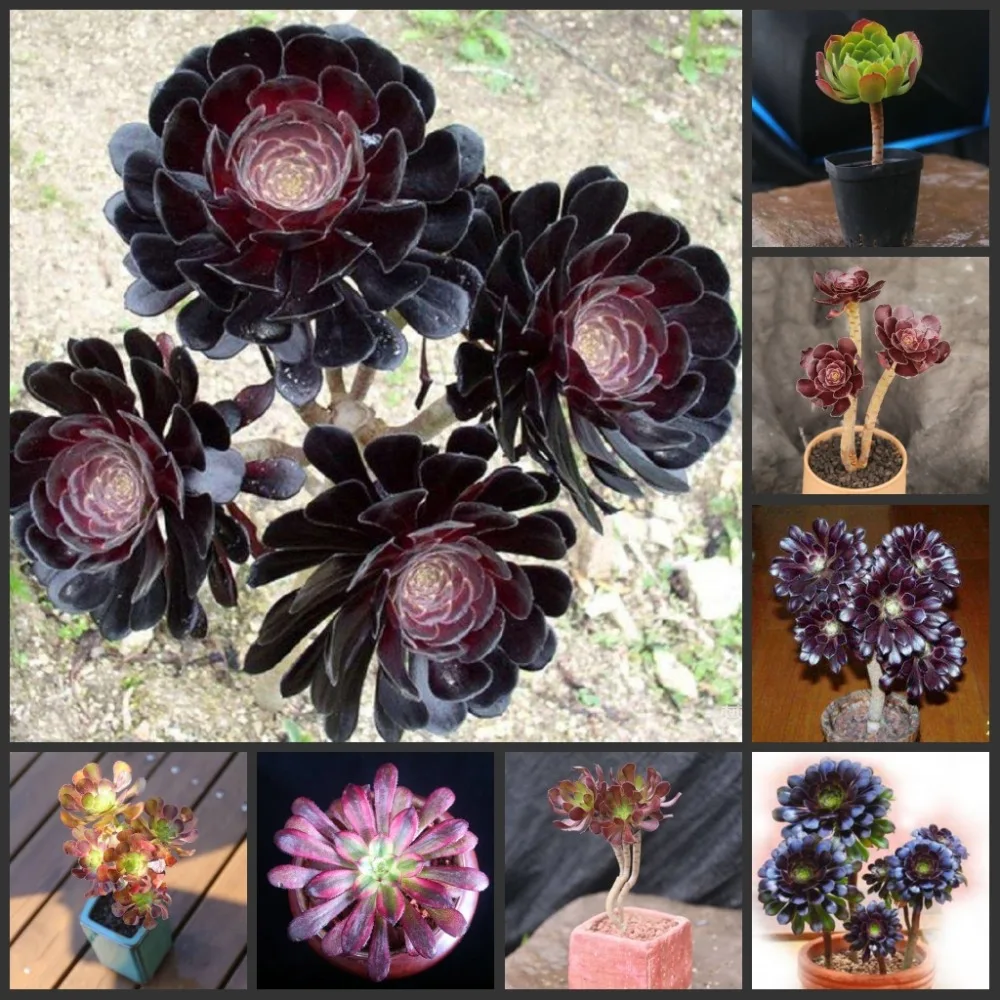 50PCS Fresh Real Aeonium 'Zwartkop' sementes Bonsai Succulent Plant sementes (Heifashi)
50PCS Fresh Real Aeonium 'Zwartkop' sementes Bonsai Succulent Plant sementes (Heifashi)