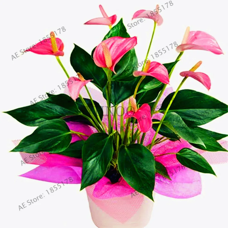 105pcs/bag anthurium Plantas, andraeanum grains,bonsai plant flower Flores Balcony flower pots for the garden home DIY
105pcs/bag anthurium Plantas, andraeanum grains,bonsai plant flower Flores Balcony flower pots for the garden home DIY
