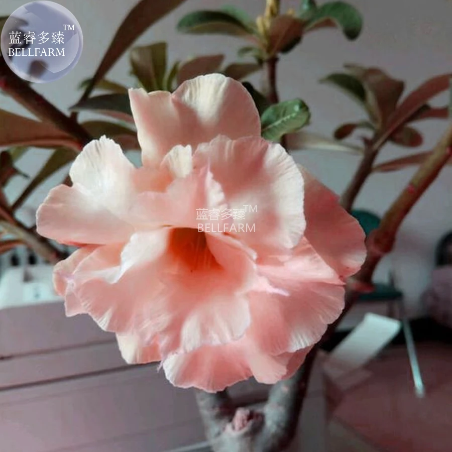 BELLFARM Adenium Light Orangish Pink Flower Seeds, 2 seeds, professional pack, 3-layer desert rose for home garden