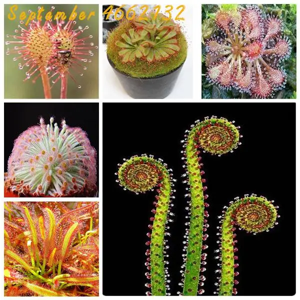 200 Pcs Mixed Carnivorous Plants Potted Flycatcher Bonsai Sundew Table Garden Venus Flytrap Planting Radiation Protect
200 Pcs Mixed Carnivorous Plants Potted Flycatcher Bonsai Sundew Table Garden Venus Flytrap Planting Radiation Protect