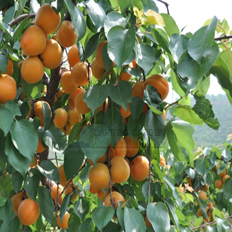 1 Professional  Pack, 20 Seeds/Pack, Taste Sour Sweet  Yellow Round Apricot Seeds, NON-GMO Edible Fruit Seeds Free Shipping