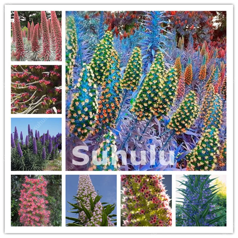 100Pcs Imported Echium Vulgare Bonsai Rainbow Blooming Outdoor Perennial Thistle Flower Grass Plant Decor Home Garden Easy Grow
100Pcs Imported Echium Vulgare Bonsai Rainbow Blooming Outdoor Perennial Thistle Flower Grass Plant Decor Home Garden Easy Grow