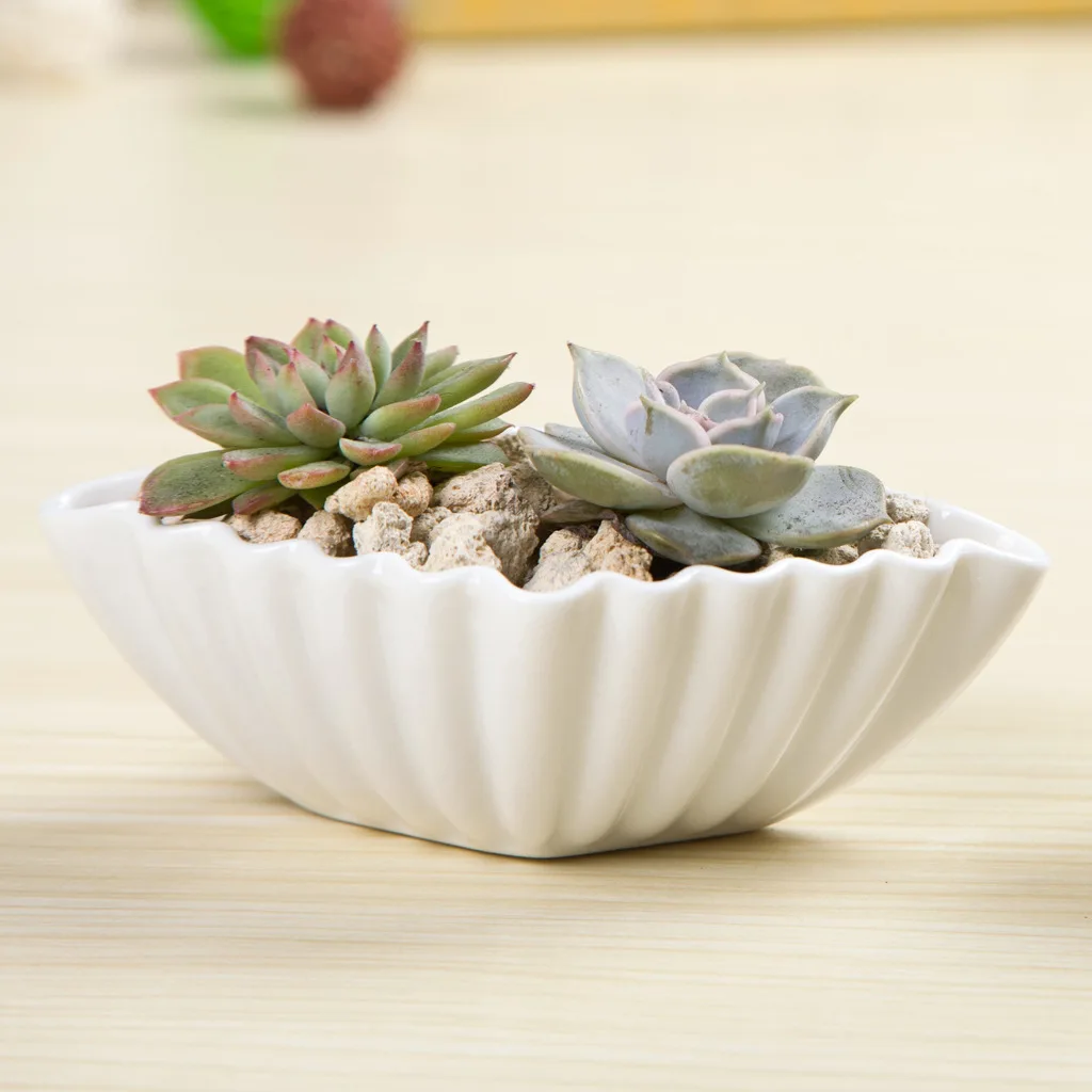 13.5x8.6x5cm Creative simple white mini potted succulents pots ceramic diamond shell freeshipping
13.5x8.6x5cm Creative simple white mini potted succulents pots ceramic diamond shell freeshipping