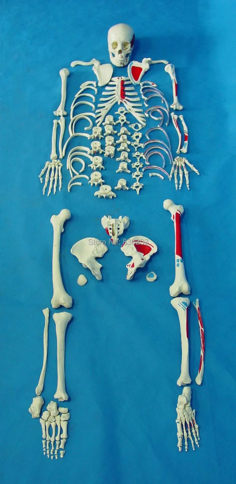 170 CM Anatomical numbered Disarticulated Human full Skeleton Model Medical Quality Life Size Disarticulated Budget With Skull
170 CM Anatomical numbered Disarticulated Human full Skeleton Model Medical Quality Life Size Disarticulated Budget With Skull