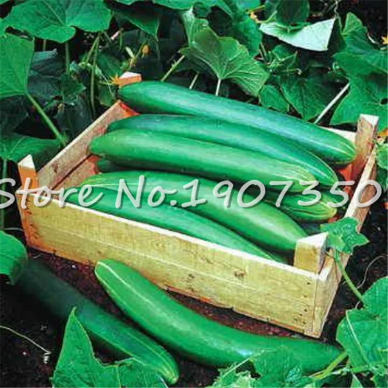 100 Pcs Cucumber Bonsai Delicious Vegetable Bonsai Edible food balcony potted garden plants Outdoor Potted Plant Free Shipping
100 Pcs Cucumber Bonsai Delicious Vegetable Bonsai Edible food balcony potted garden plants Outdoor Potted Plant Free Shipping