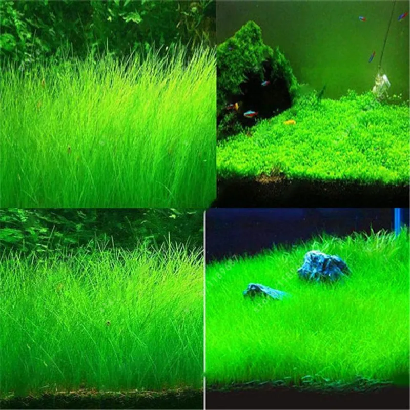 Aquarium Plant Seeds Water Aquatic Green Water Grass Decoration Easy Planting Fish Tank Landscape Ornament5