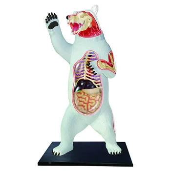 Puzzle assembling toy simulation animal creature white bear organ anatomy medical teaching model
Puzzle assembling toy simulation animal creature white bear organ anatomy medical teaching model