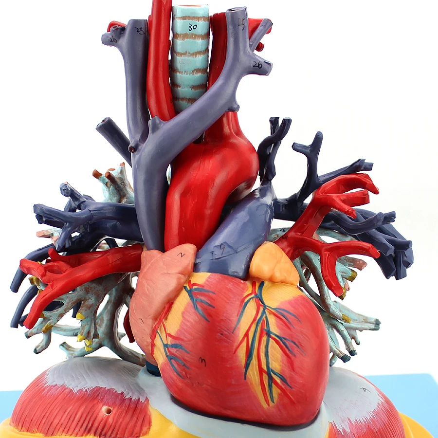 medical human heart lung tracheal tree transparent model thoracic surgery cardiology internal medicine respiratory system
medical human heart lung tracheal tree transparent model thoracic surgery cardiology internal medicine respiratory system