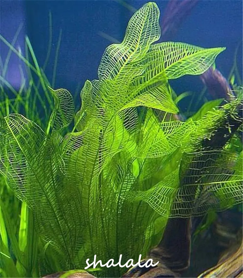 Растения В Аквариуме Виды Фото И Названия – Telegraph