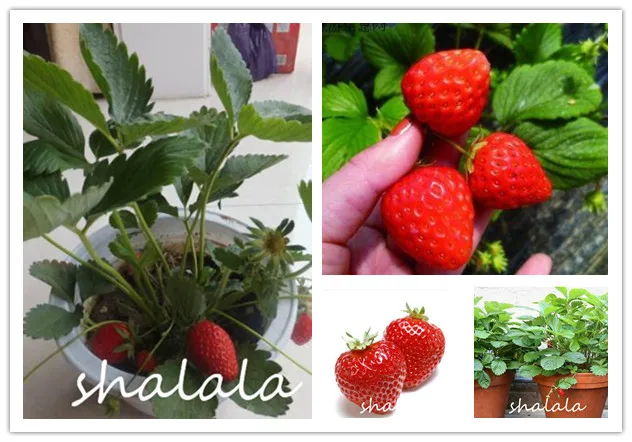 Cream Chocolate Strawberry Japanese Sweets Fruit Plant Home Garden Succulent Plant Delicious Red Strawberries 1000 Pcs
Cream Chocolate Strawberry Japanese Sweets Fruit Plant Home Garden Succulent Plant Delicious Red Strawberries 1000 Pcs