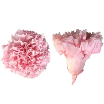 Eternal Flower Carnation 4-5cm 8 Flower / DIY Teaching Materials/Mother's Day Bouquet/ Mother's Day Creative Gift
Eternal Flower Carnation 4-5cm 8 Flower / DIY Teaching Materials/Mother's Day Bouquet/ Mother's Day Creative Gift