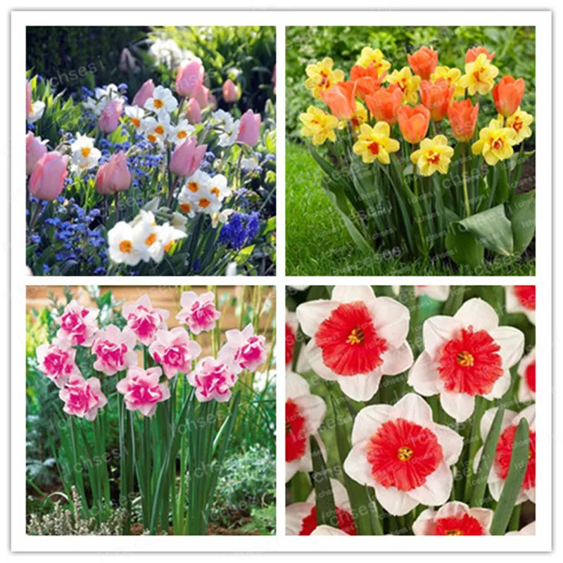 50Pcs Narcissus Flower Bonsai Daffodil Flower Bonsai Plants Double Petals Absorption Radiation Potted DIY Home Garden Planting
50Pcs Narcissus Flower Bonsai Daffodil Flower Bonsai Plants Double Petals Absorption Radiation Potted DIY Home Garden Planting