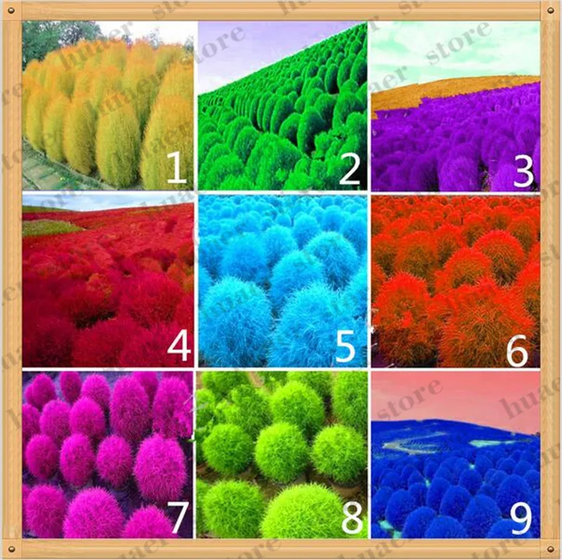 100 Pcs/Pack Grass Bonsai, Perennial Grass Burning Bush Kochia Scoparia Plants Red Garden Ornamental easy grow
100 Pcs/Pack Grass Bonsai, Perennial Grass Burning Bush Kochia Scoparia Plants Red Garden Ornamental easy grow