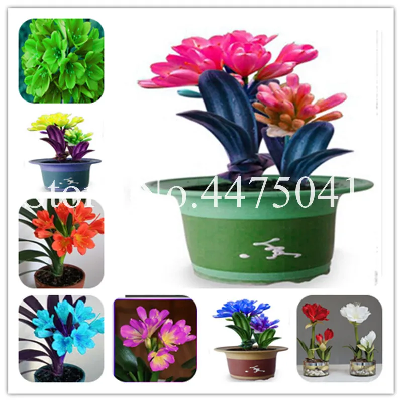 120 Pcs Clivia Bonsai, Kefir Lily Flowers Decorative Garden Bonsai Plant For Home Garden Easy To Grow,Multiple Color To Choose
120 Pcs Clivia Bonsai, Kefir Lily Flowers Decorative Garden Bonsai Plant For Home Garden Easy To Grow,Multiple Color To Choose
