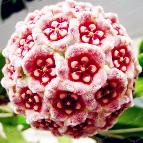 24 Color 100Pcs Orchid Ball Rare Ball Orchid Flower Perennial Plant Hoya Carnosa Bonsai Pot Plant For Home Garden
24 Color 100Pcs Orchid Ball Rare Ball Orchid Flower Perennial Plant Hoya Carnosa Bonsai Pot Plant For Home Garden