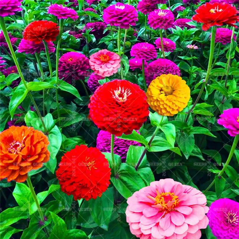 1000pcs Mixed Double flap Zinnia bonsai Pretty Pastel Colors Flower bonsai plants for home garden planting easy to grow
1000pcs Mixed Double flap Zinnia bonsai Pretty Pastel Colors Flower bonsai plants for home garden planting easy to grow