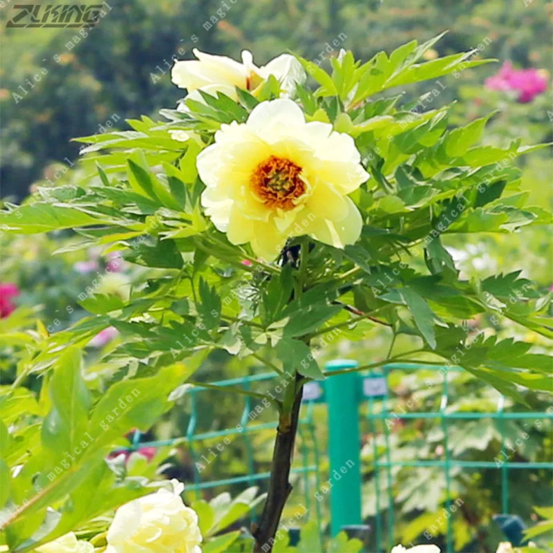 ZLKING 10pcs Yellow Peony European Peonies Elegant Bonsai DIY Ornamental Plants for a Perennial Garden Exotic Flowering Plants
ZLKING 10pcs Yellow Peony European Peonies Elegant Bonsai DIY Ornamental Plants for a Perennial Garden Exotic Flowering Plants