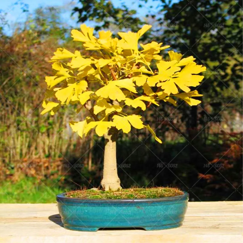 5Pcs/Bag Dwarf Ginkgo Bonsai Fresh Ginkgo Beautiful foliage plants Perennial Bonsai Tree Potted Plant home Garden Planting
5Pcs/Bag Dwarf Ginkgo Bonsai Fresh Ginkgo Beautiful foliage plants Perennial Bonsai Tree Potted Plant home Garden Planting