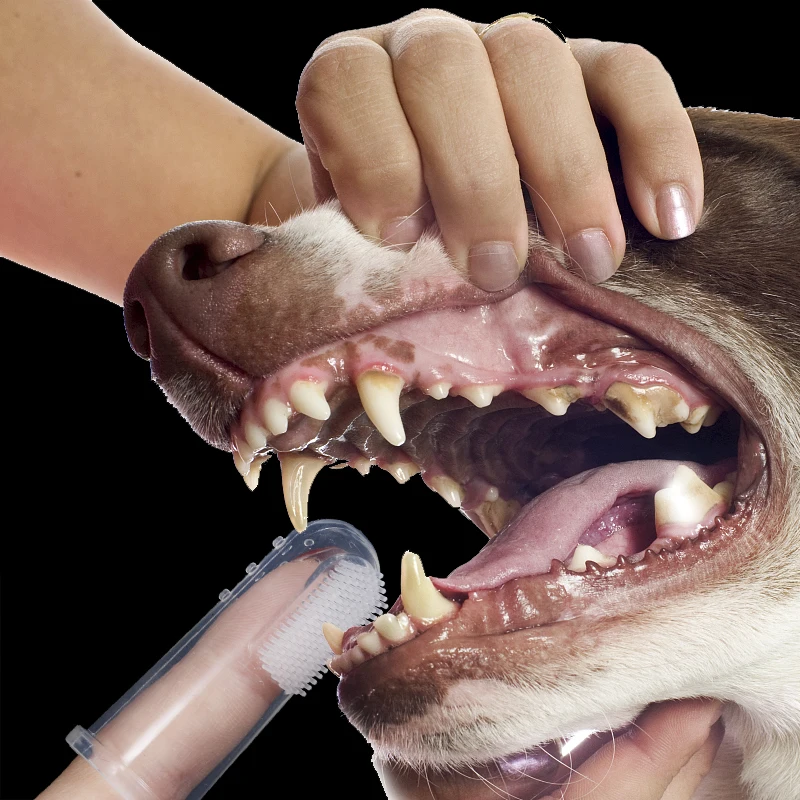 Hot Selling Super Soft Pet Finger Toothbrush Teddy Dog Brush Addition Bad Breath Tartar Teeth Care Dog Cat Cleaning Supplies
Hot Selling Super Soft Pet Finger Toothbrush Teddy Dog Brush Addition Bad Breath Tartar Teeth Care Dog Cat Cleaning Supplies