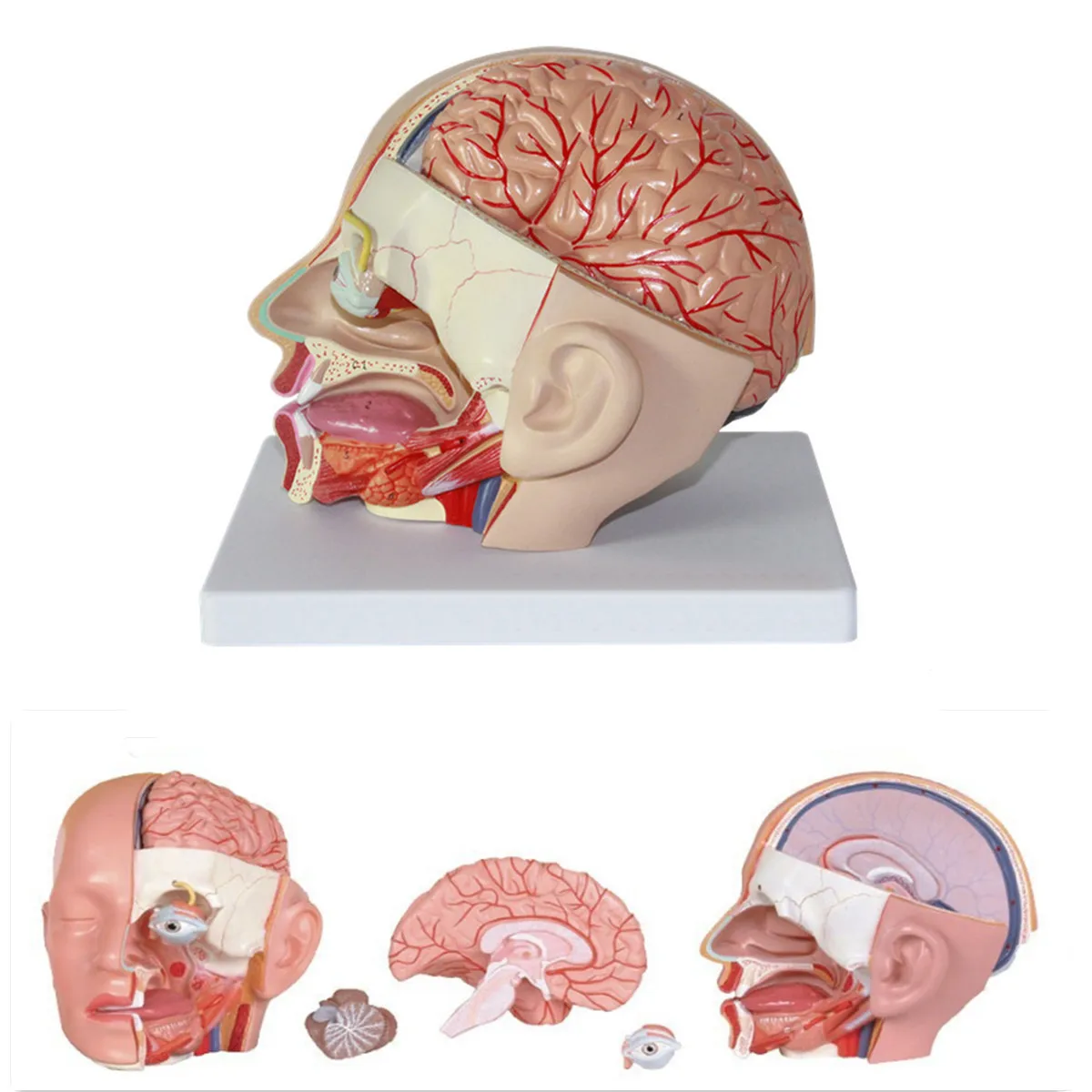 PVC Simulation Human Anatomical Head Skull Model Anatomy Brain Medical Comprehensive School Teaching Resources Model Kit
PVC Simulation Human Anatomical Head Skull Model Anatomy Brain Medical Comprehensive School Teaching Resources Model Kit