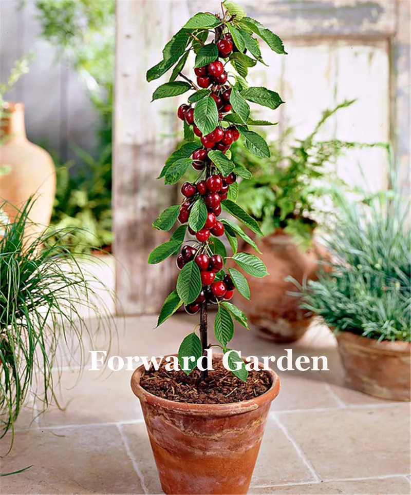 20 Pcs Red Cherry Bonsai, Rare Organic Heirloom Fruit, Mini Cherry Bonsai Plant For Home Garden Easy To Grow Little Garden Decor
20 Pcs Red Cherry Bonsai, Rare Organic Heirloom Fruit, Mini Cherry Bonsai Plant For Home Garden Easy To Grow Little Garden Decor