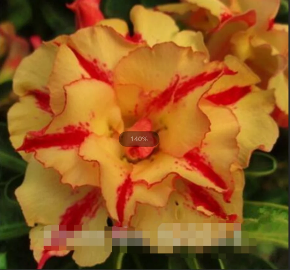 Imported -,5pcs/lot Multi-layer Yellow Adenium obesum Desert Rose -s flower - - DIY home garden D34
Imported -,5pcs/lot Multi-layer Yellow Adenium obesum Desert Rose -s flower - - DIY home garden D34