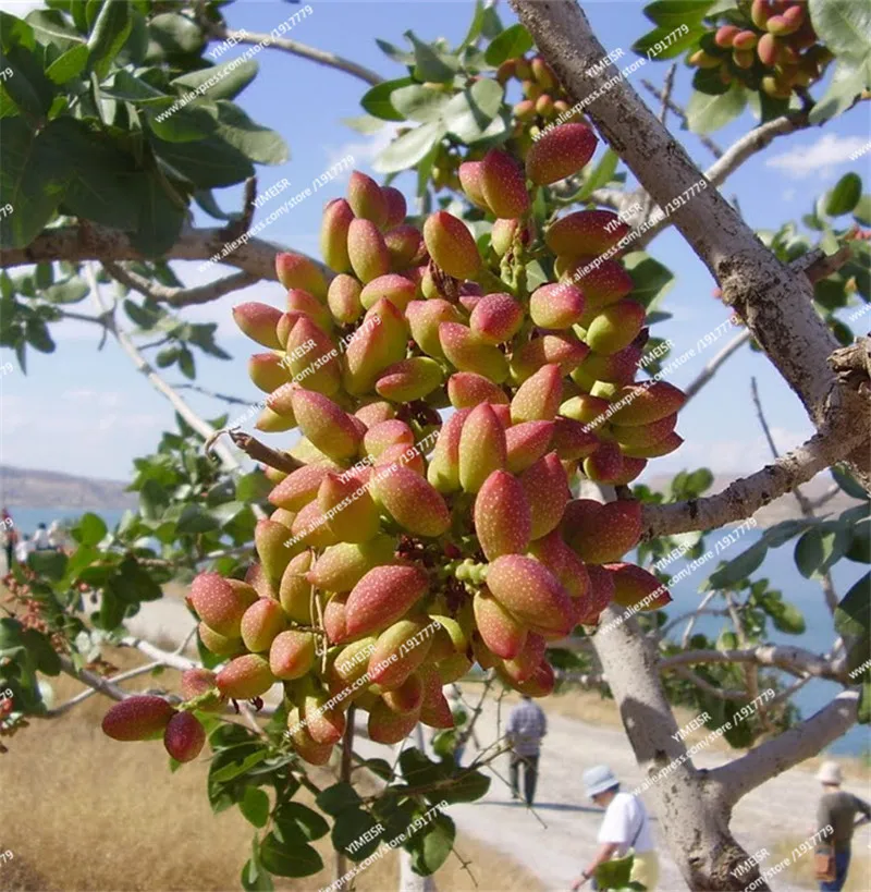 Pistachio-Tree_