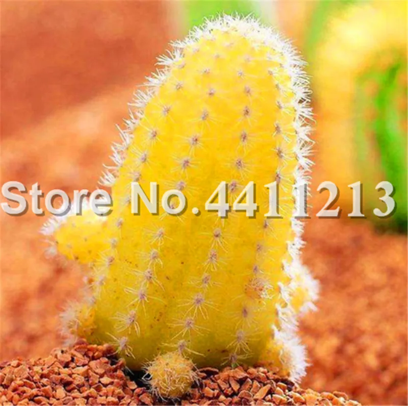New! 100 pcs Mini Yellow Cactus Plants, Mini-Bonsai Drought-Tolerant Bonsai Cactus Plant For Home Grden, Radiation Absorption
New! 100 pcs Mini Yellow Cactus Plants, Mini-Bonsai Drought-Tolerant Bonsai Cactus Plant For Home Grden, Radiation Absorption
