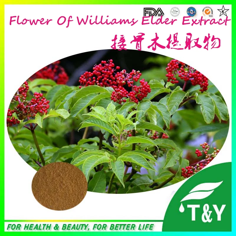 100% Organic Flower Of Williams Elder Extract Powder 100g
