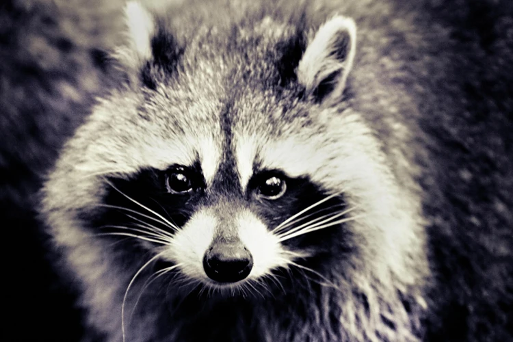 Animal canvas painting scenery pictures landsape photos photographic painting black and white pictures anmimals foxes
Animal canvas painting scenery pictures landsape photos photographic painting black and white pictures anmimals foxes