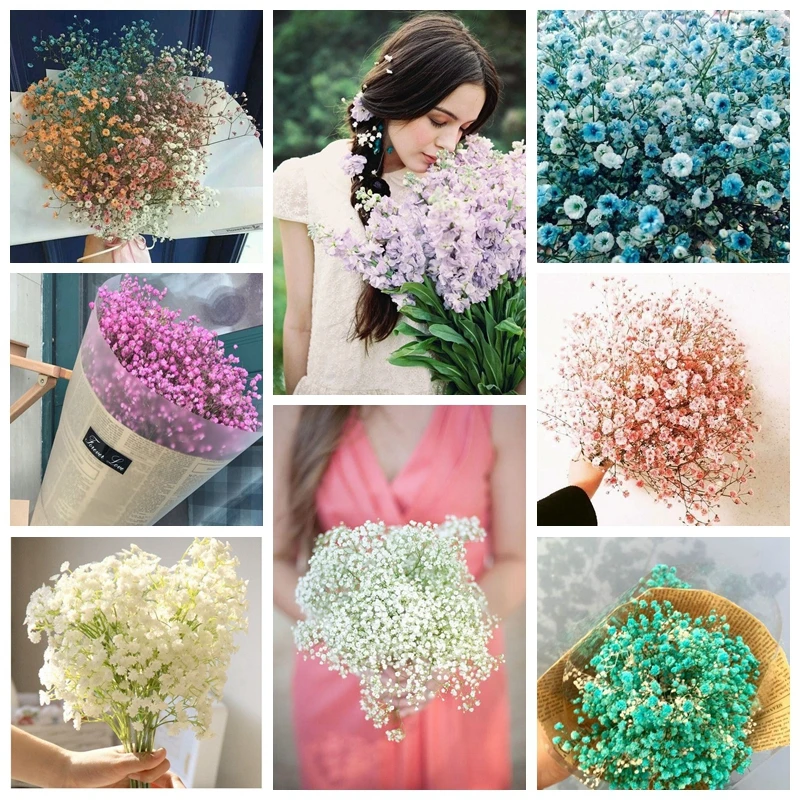 Multi-Color Gypsophila Paniculata Flower Perennial Garden Flore Bonsai Ornamental Potted Plant for Outdoor Wedding Decor-200 Pcs
Multi-Color Gypsophila Paniculata Flower Perennial Garden Flore Bonsai Ornamental Potted Plant for Outdoor Wedding Decor-200 Pcs