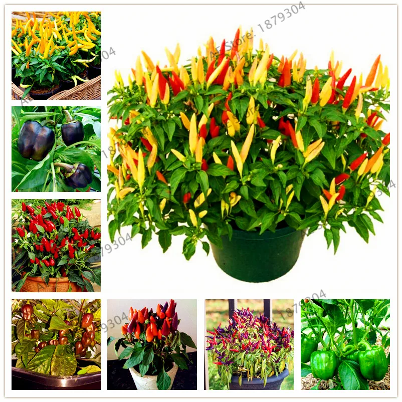 200pcs/bag Sweet Pickle Pepper plant,Vegetable flores NON GMO,bonsai pepper plantas for Home garden
200pcs/bag Sweet Pickle Pepper plant,Vegetable flores NON GMO,bonsai pepper plantas for Home garden